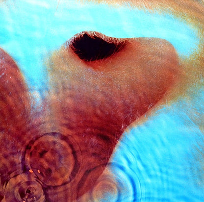 Pink Floyd "Meddle" (Remaster)