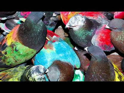 Blawan "SickElixir"
